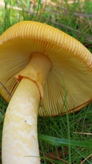 Amanita basii