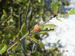 Disholcaspis quercusvirens