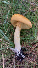 Amanita basii
