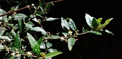 Asterolasia correifolia