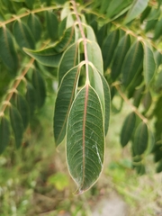 Anacardiaceae