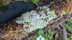 Icmadophila ericetorum