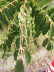Anacardiaceae