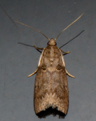 Acrobasis caryae