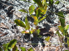 Geobalanus oblongifolius