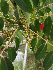 Anacardiaceae