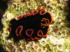 Pseudobiceros gloriosus