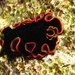 Glorious Flatworm - Photo (c) Richard Ling, some rights reserved (CC BY-NC-SA)