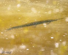 Lepisosteus oculatus