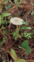 Amanita xylinivolva