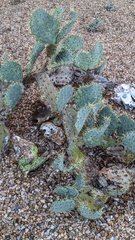 Opuntia engelmannii