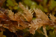 Sphagnum compactum