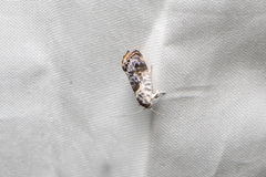 Eupselia carpocapsella