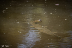 Lepisosteus oculatus