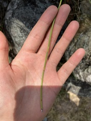 Equisetum ramosissimum