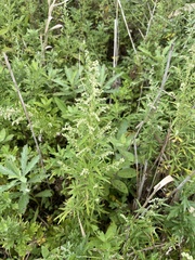 Artemisia annua