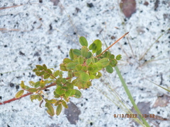 Chapmannia floridana