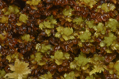 Sphagnum compactum
