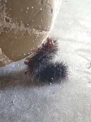 Hypercompe scribonia