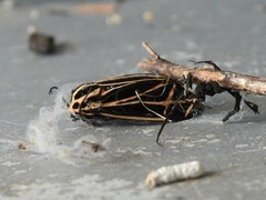 Apantesis parthenice