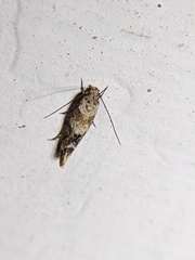 Mompha stellella
