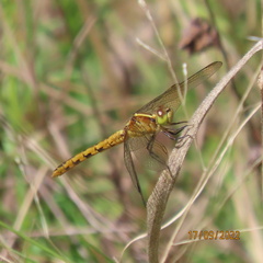 Diplacodes melanopsis