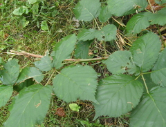 Rubus leucodermis