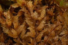 Sphagnum compactum