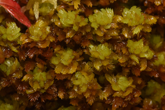 Sphagnum compactum