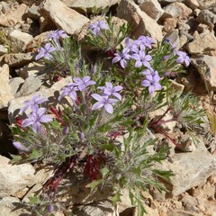 Langloisia setosissima
