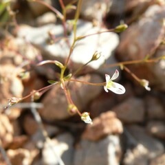 Nemacladus orientalis