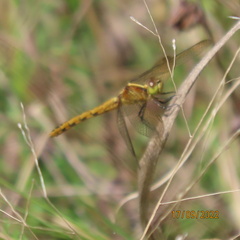 Diplacodes melanopsis