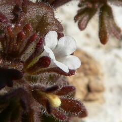 Phacelia rotundifolia