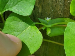 Fallopia scandens