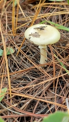Amanita xylinivolva