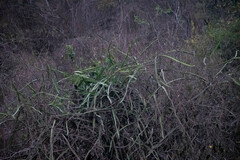 Selenicereus monacanthus