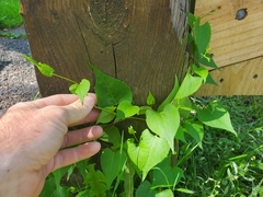 Fallopia scandens