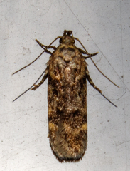 Chionodes mediofuscella