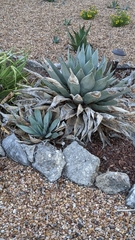 Agave americana