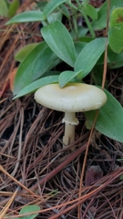 Amanita xylinivolva