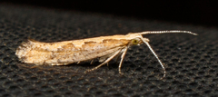 Plutella xylostella