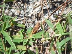 Spharagemon crepitans