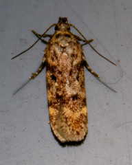 Chionodes mediofuscella