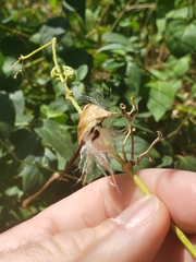 Pergularia