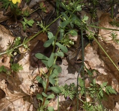 Euphorbia spathulata