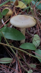 Amanita xylinivolva