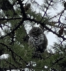 Glaucidium gnoma
