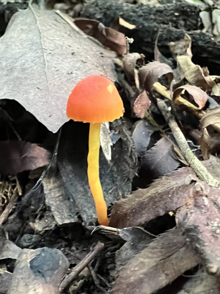 Bitter Waxcap from Albert Johnson Rd, Nashville, IN, US on September 16 ...