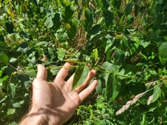 Pergularia