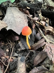 Hygrocybe mucronella